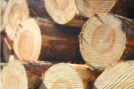 nganh-go-cua-viet-nam-va-mot-so-du-bao-trong-tuong-lai